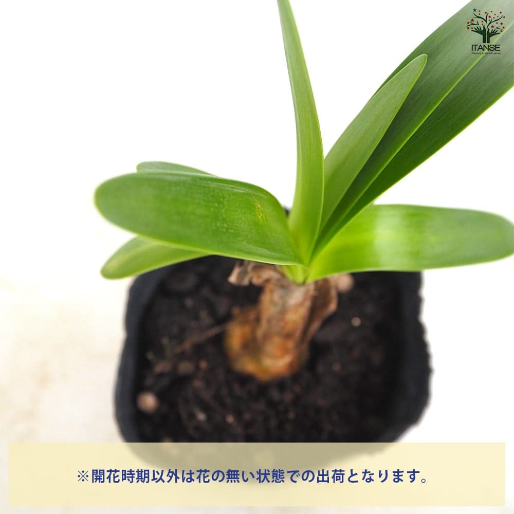 アガパンサス バイオレットキング 【花苗 3.5号】｜ 【植物の