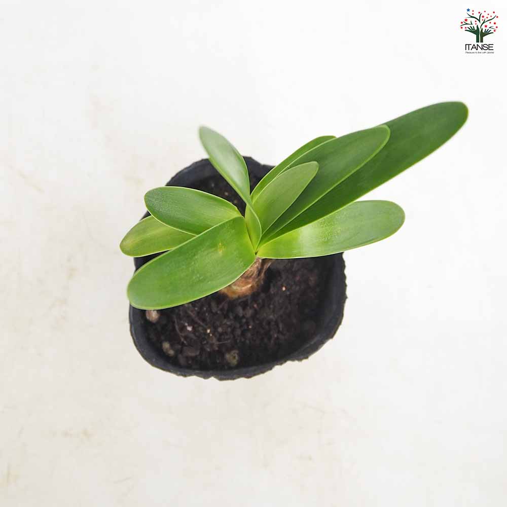 アガパンサス バイオレットキング 【花苗 3.5号】｜ 【植物の