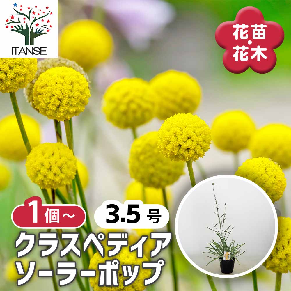 夏☀︎SALE！アナベルとイエローのミルフィーユガーランド　クラスペディア クラスペディア ソーラーポップ 【花苗 3.5号】｜ 【植物の