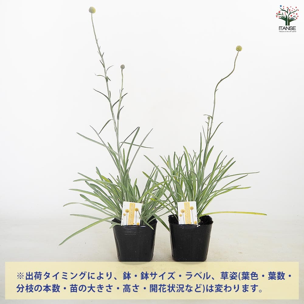 クラスペディア ソーラーポップ 【花苗 3.5号】｜ 【植物の