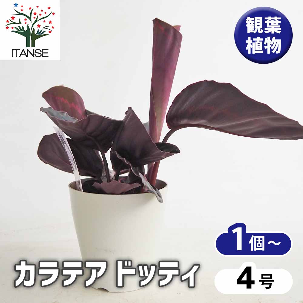 カラテア ドッティ 【観葉植物 4号】｜ 【植物のITANSE】全品 