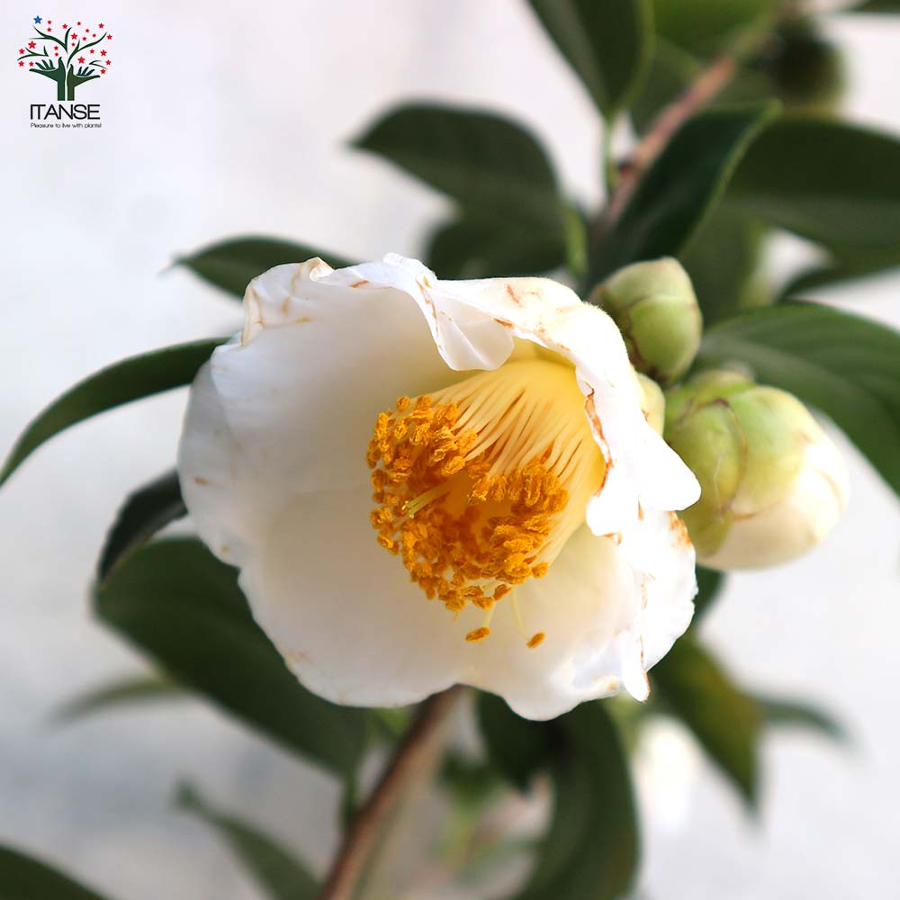 椿(ツバキ)の苗木 品種：白玉(シラタマ) 【庭木 5号鉢／1個売り