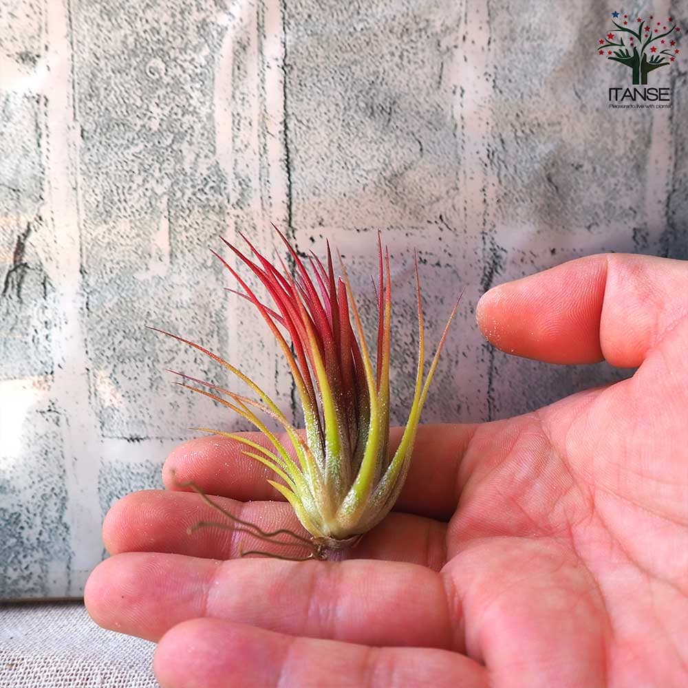 イオナンタ・フエゴ Rサイズ 【エアプランツ/1個売り】｜ 【植物の
