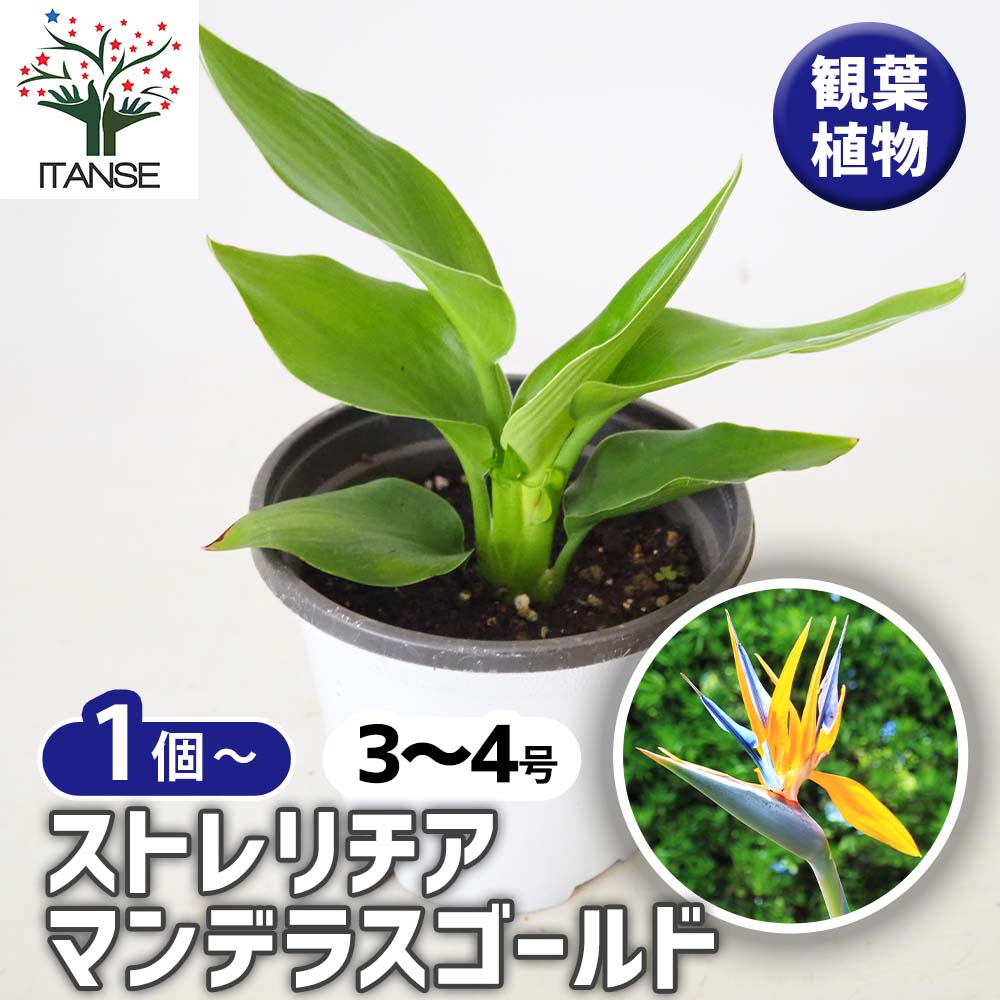 ストレリチア マンデラスゴールド(極楽鳥花) 【 観葉植物 3～4号