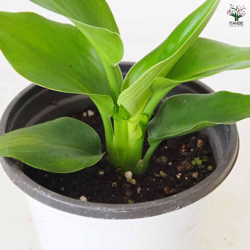 ストレリチア マンデラスゴールド(極楽鳥花) 【 観葉植物 3～4号