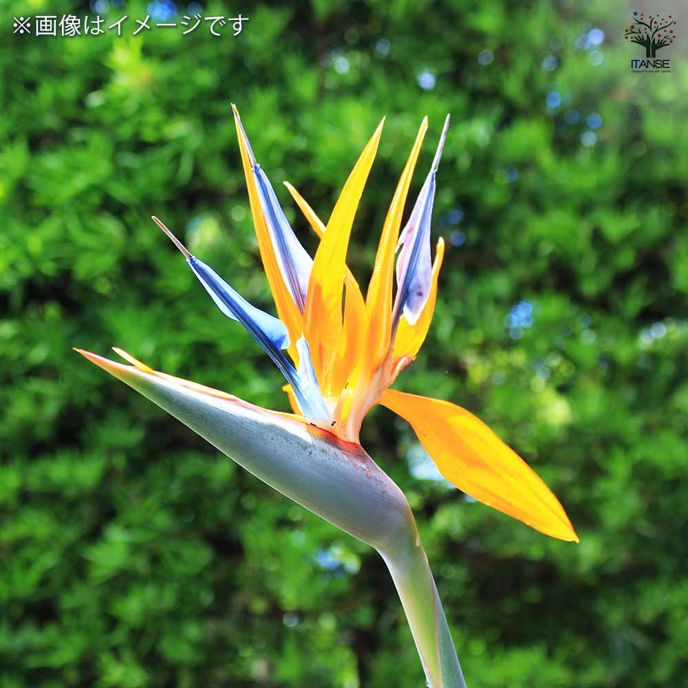 ストレリチア マンデラスゴールド(極楽鳥花) 【 観葉植物 3～4号