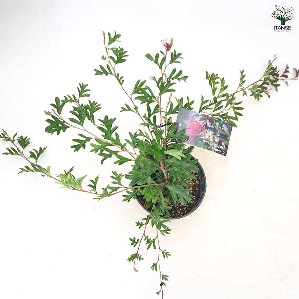 グレビレア ガウディチャウディ 【 花木苗 5号 ／1個売り 】｜ 【植物