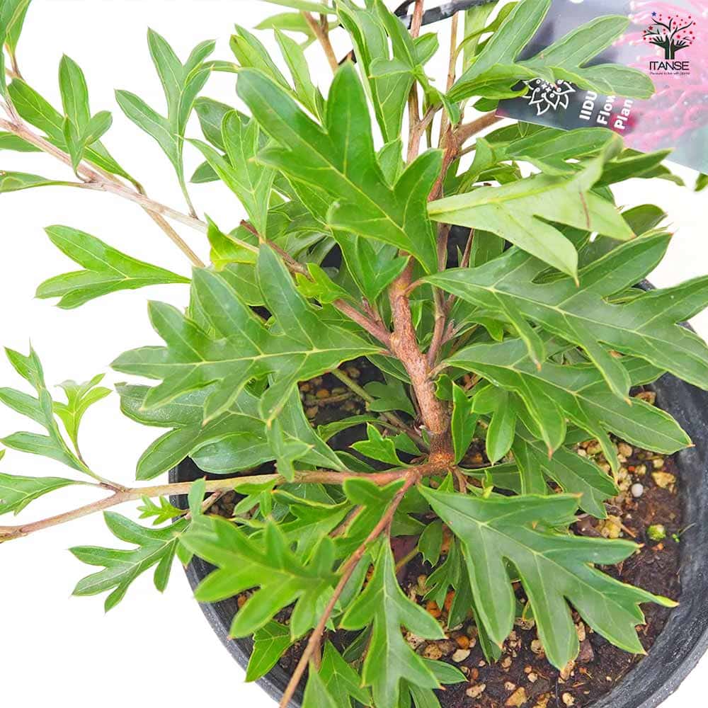 グレビレア ガウディチャウディ 【 花木苗 5号 ／1個売り 】｜ 【植物