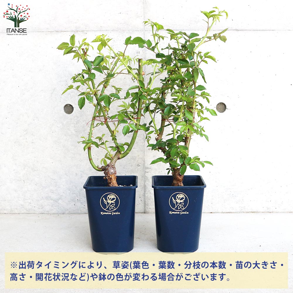 つる薔薇 アイスバーグ【花苗 5号角鉢新苗／1個売り】｜ 【植物の