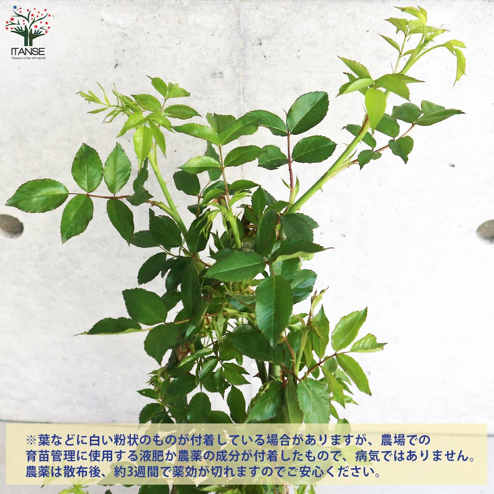 ３番　５／１7最新　アイスバーグ　バラ　抜き苗 3番 5／17最新 アイスバーグ バラ 抜き苗