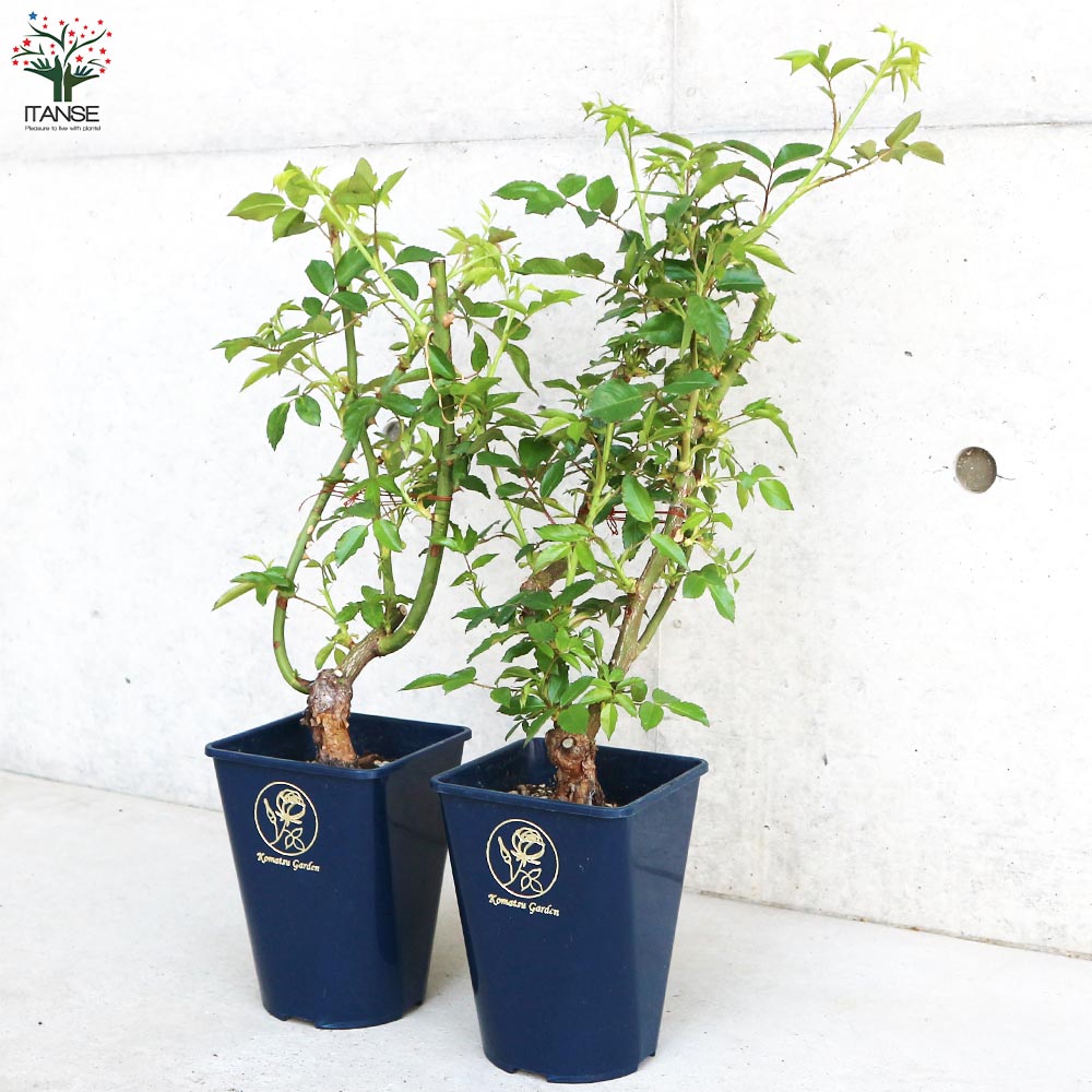 つる薔薇 アイスバーグ【花苗 5号角鉢新苗／1個売り】｜ 【植物の