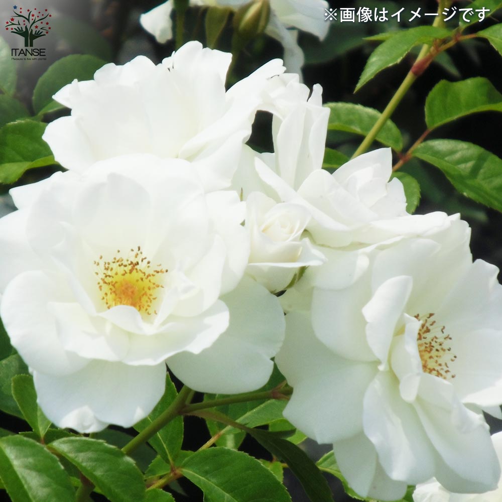 ２番　つるバラ　アイスバーグ　5／17撮影 2番 つるバラ アイスバーグ 5／17撮影 薔薇 アイス バーグ