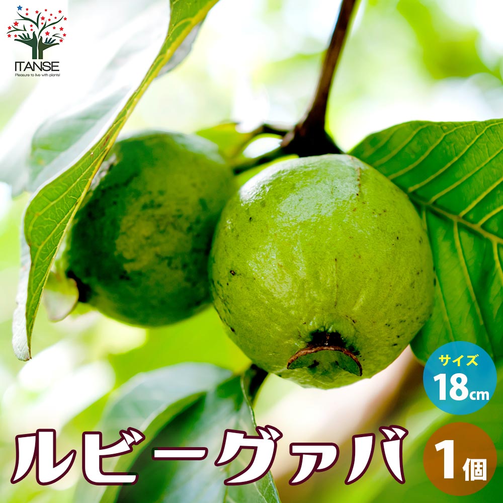 ルビーグァバ【果樹の苗木 18cmポット／1個売り】｜ 【植物の