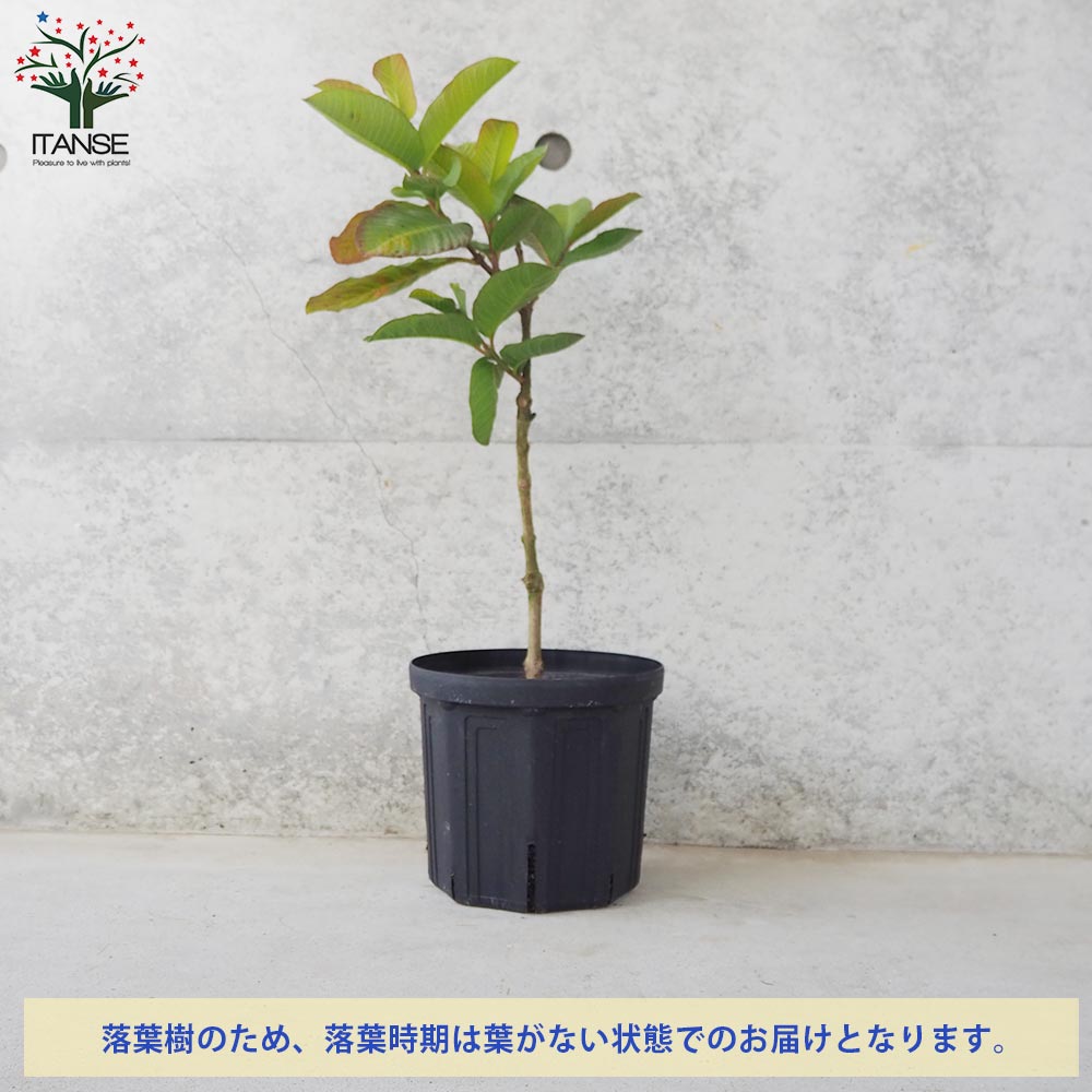 グァバ 苗木 取り木 大苗 赤 1株 【公式通販】