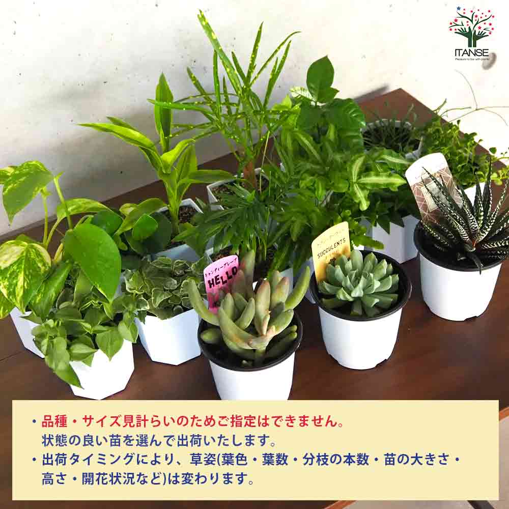ミニ観葉+多肉植物ディスプレイ&生育棚 自動水やり器付き・木製くさび