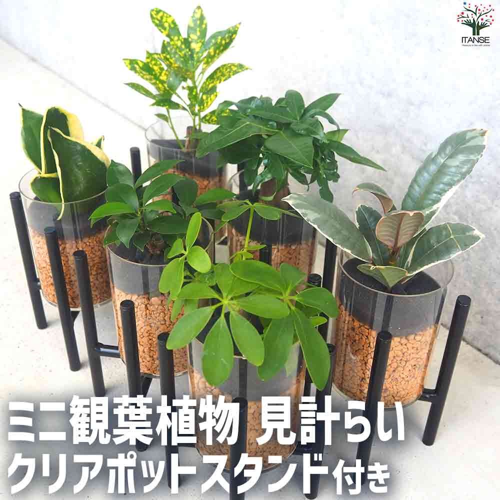 ミニ観葉見計  クリアポットスタンド付 2個～【観葉植物 3.5号ポット】