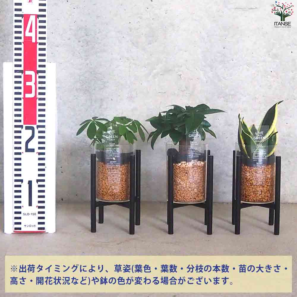 ミニ観葉見計  クリアポットスタンド付 2個～【観葉植物 3.5号ポット】