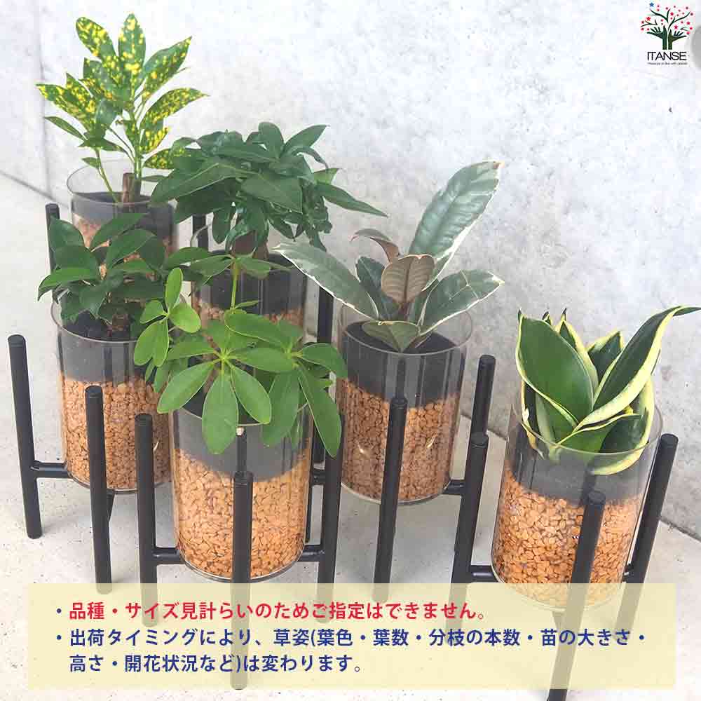 ミニ観葉見計 クリアポットスタンド付 2個～【観葉植物 3.5号ポット