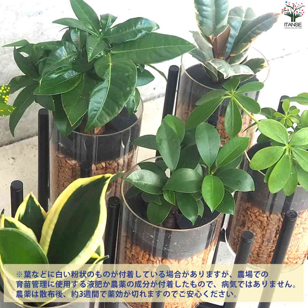 ミニ観葉見計  クリアポットスタンド付 2個～【観葉植物 3.5号ポット】