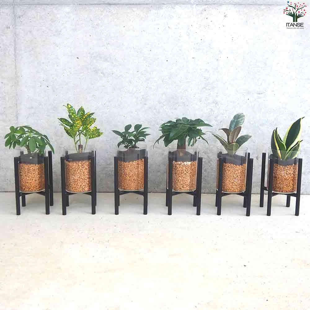 ミニ観葉見計 クリアポットスタンド付 2個～【観葉植物 3.5号ポット