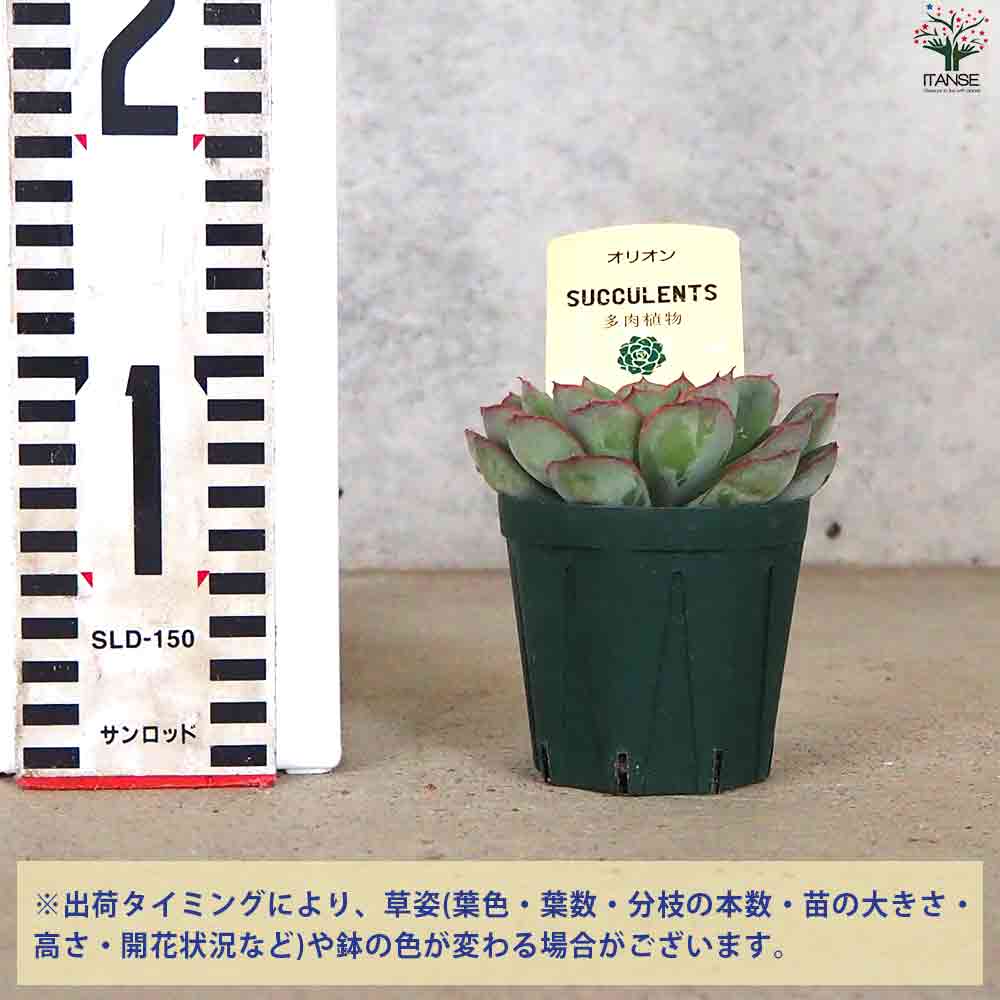 エケベリア オリオン 【多肉植物 2.5号鉢／1個売り】