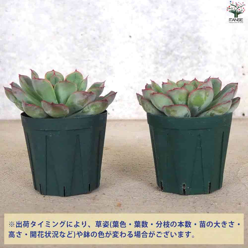 エケベリア オリオン 【多肉植物 2.5号鉢／1個売り】
