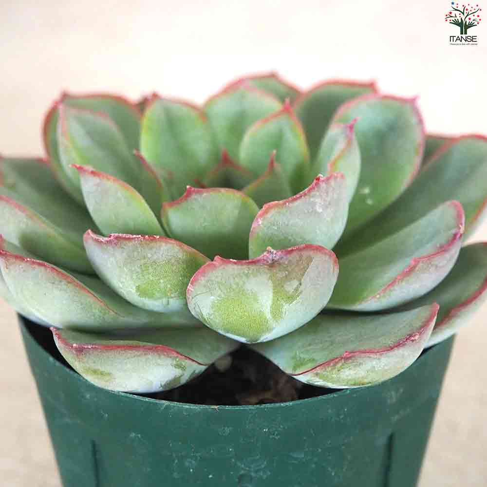 エケベリア オリオン 【多肉植物 2.5号鉢／1個売り】