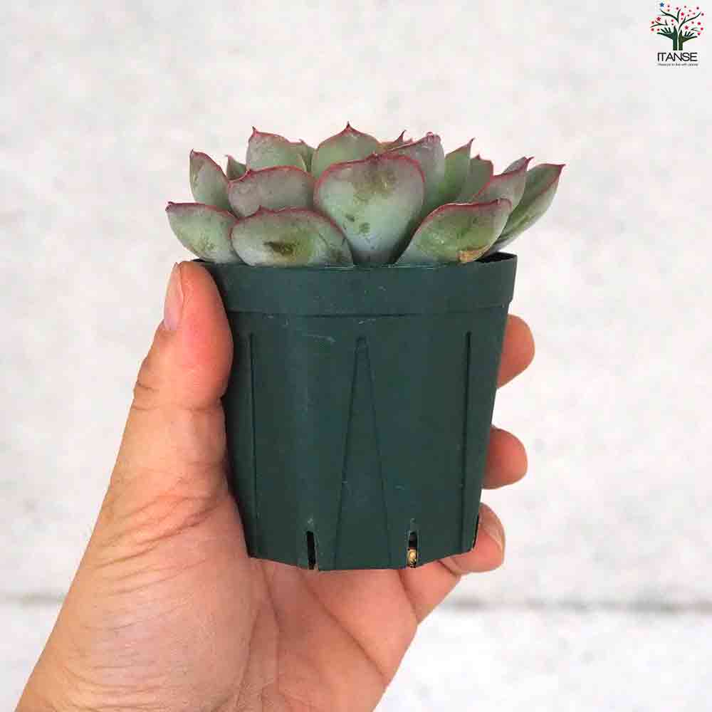 エケベリア オリオン 【多肉植物 2.5号鉢／1個売り】