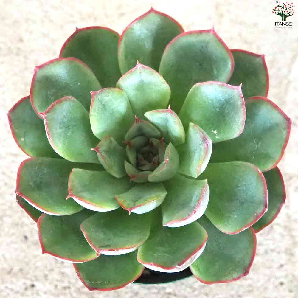 エケベリア オリオン 【多肉植物 2.5号鉢／1個売り】