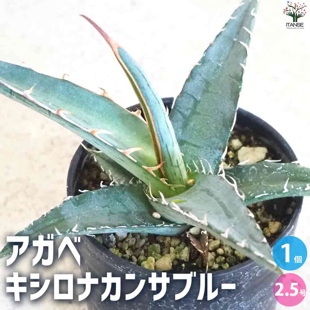 アガベ キシロナカンサブルー 【多肉植物 2.5号鉢／1個売り】
