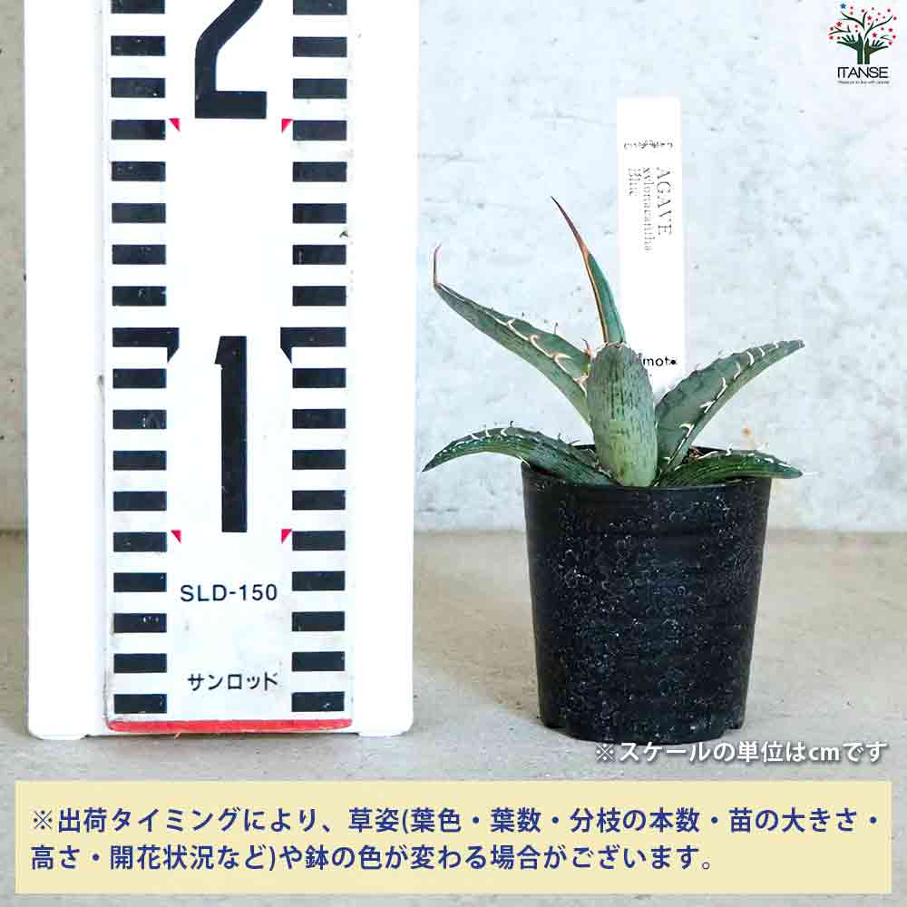 アガベ キシロナカンサブルー 【多肉植物 2.5号鉢／1個売り】