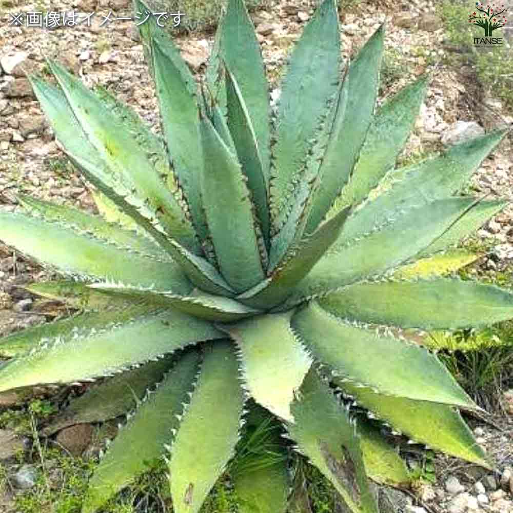 アガベ キシロナカンサブルー 【多肉植物 2.5号鉢／1個売り】
