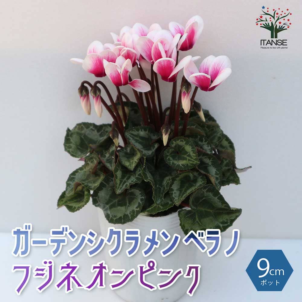 ガーデンシクラメン ベラノ フジネオンピンク【花苗 9cmロングポット