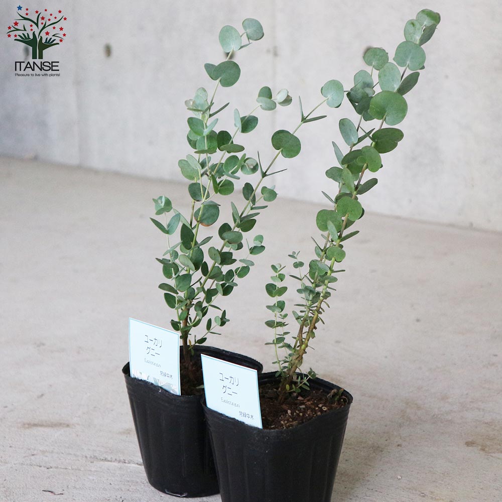 ユーカリ グニー【庭木 9cmポット】｜ 【植物のITANSE】全品送料
