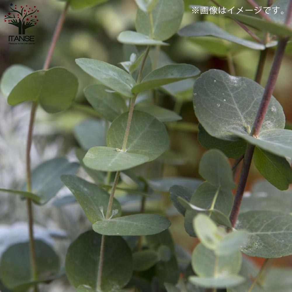 ユーカリ グニー【庭木 9cmポット】｜ 【植物のITANSE】全品送料