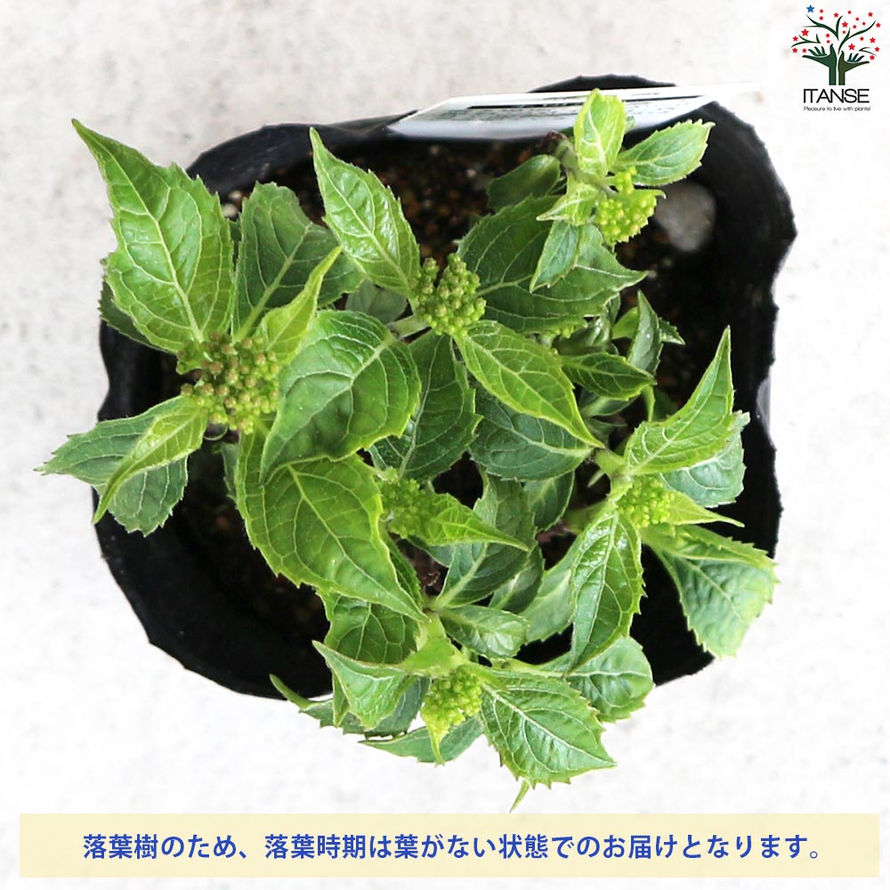 山アジサイの苗 品種：緑風(リョクフウ)【花苗 3号ポット】｜ 【植物の