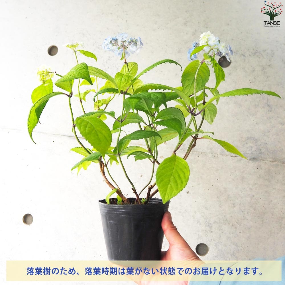 山アジサイ 八重甘茶(ヤエアマチャ)【花苗 4号ポット】｜ 【植物の