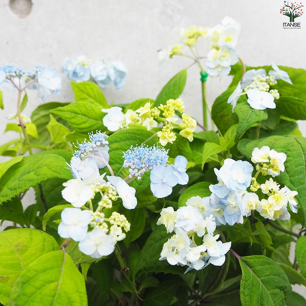 山アジサイ 八重甘茶(ヤエアマチャ)【花苗 4号ポット】｜ 【植物の