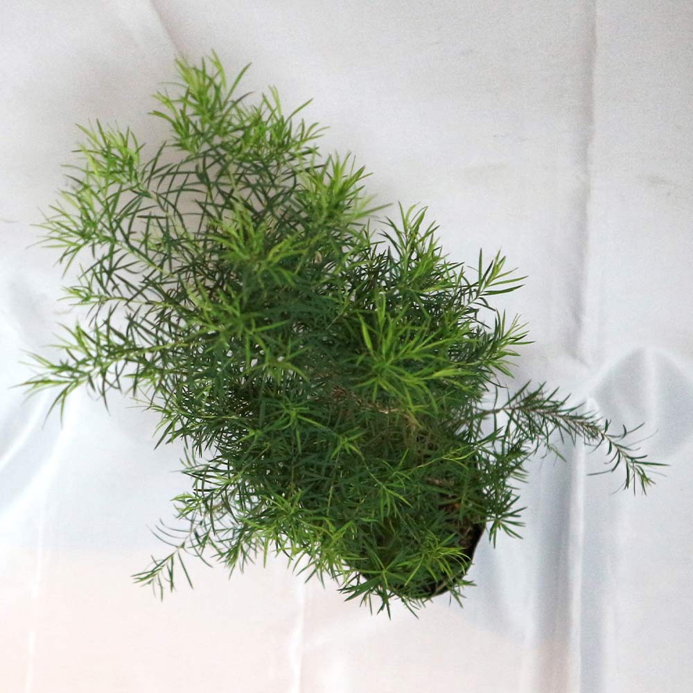 ティーツリーメディカル希少な大株21cmポット(輸送しやすいように主枝を摘心しています)【ハーブ苗21cmポット／1個】