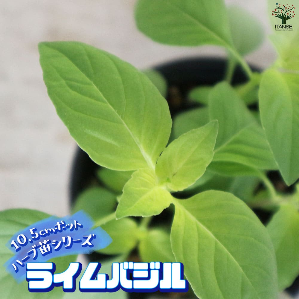 バジルライム 10.5cm2個～【おうちで簡単！育てやすい10.5cmポットハーブ苗シリーズ！】
