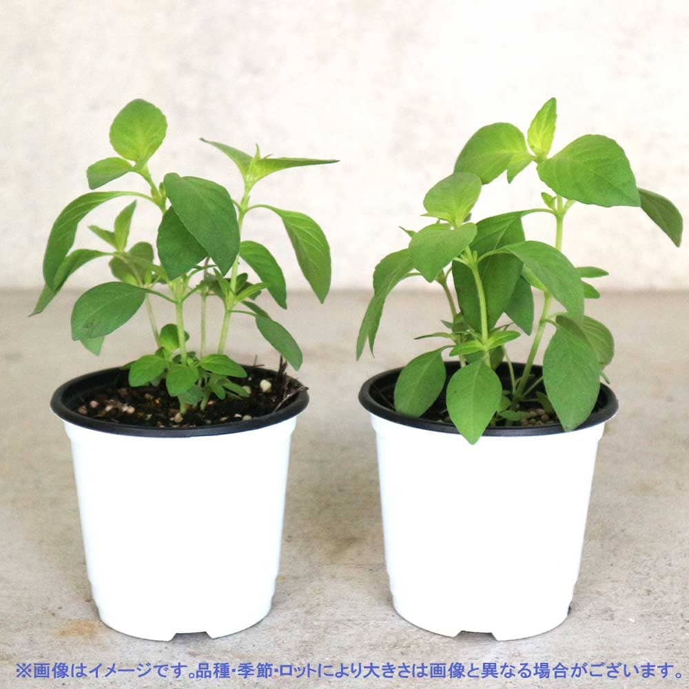 バジルライム 10.5cm2個～【おうちで簡単！育てやすい10.5cmポットハーブ苗シリーズ！】