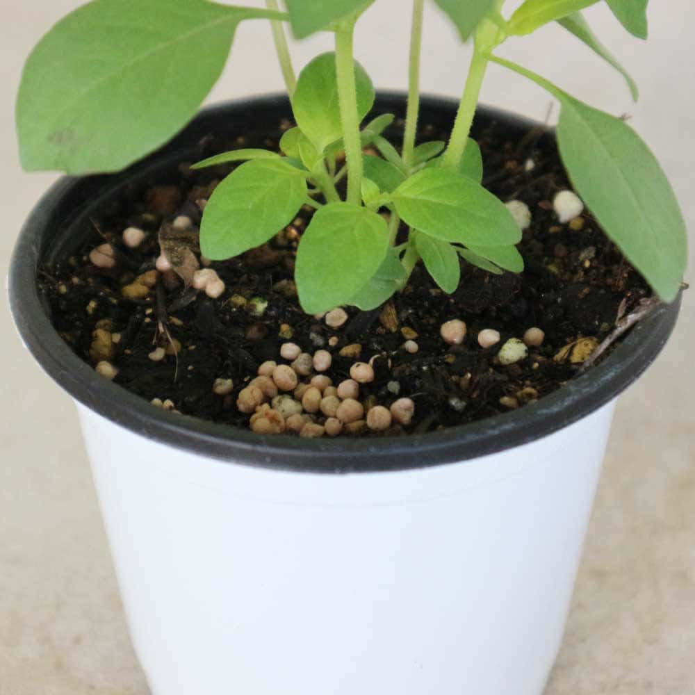 バジルライム 10.5cm2個～【おうちで簡単！育てやすい10.5cmポットハーブ苗シリーズ！】