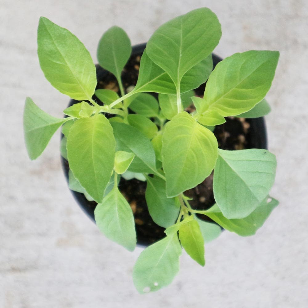 バジルライム 10.5cm2個～【おうちで簡単！育てやすい10.5cmポットハーブ苗シリーズ！】