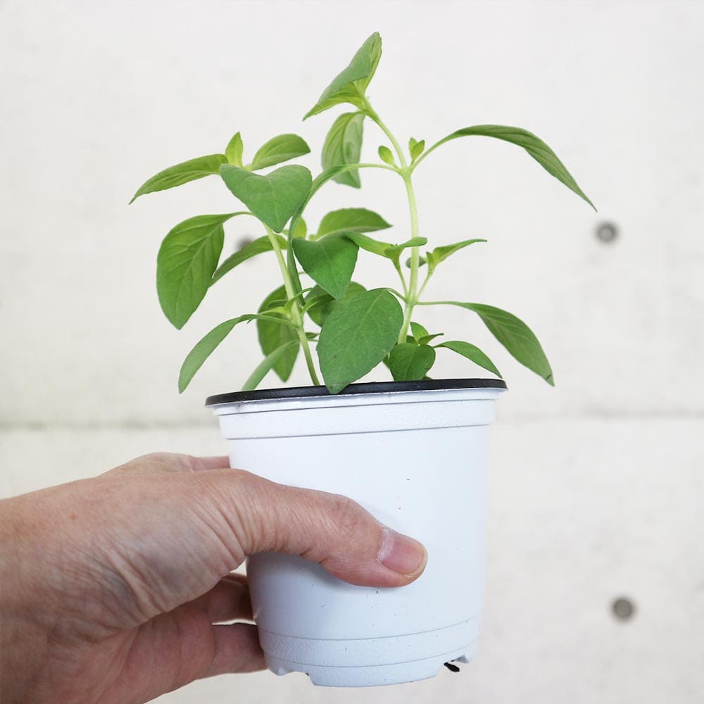 バジルライム 10.5cm2個～【おうちで簡単！育てやすい10.5cmポットハーブ苗シリーズ！】