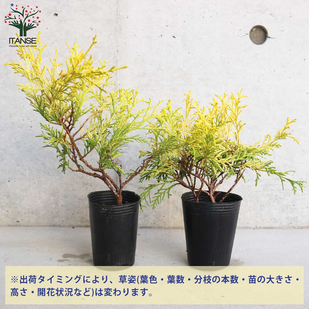 コニファー フィリフェラオーレア【庭木 2.5号ロングポット