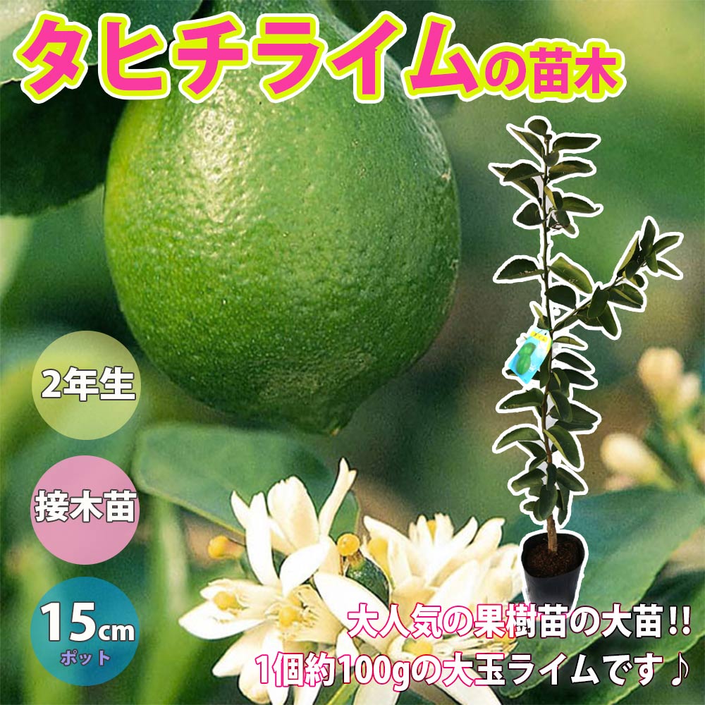 大実タヒチライム【果樹苗 2年生 接木苗 15cmポット／1本
