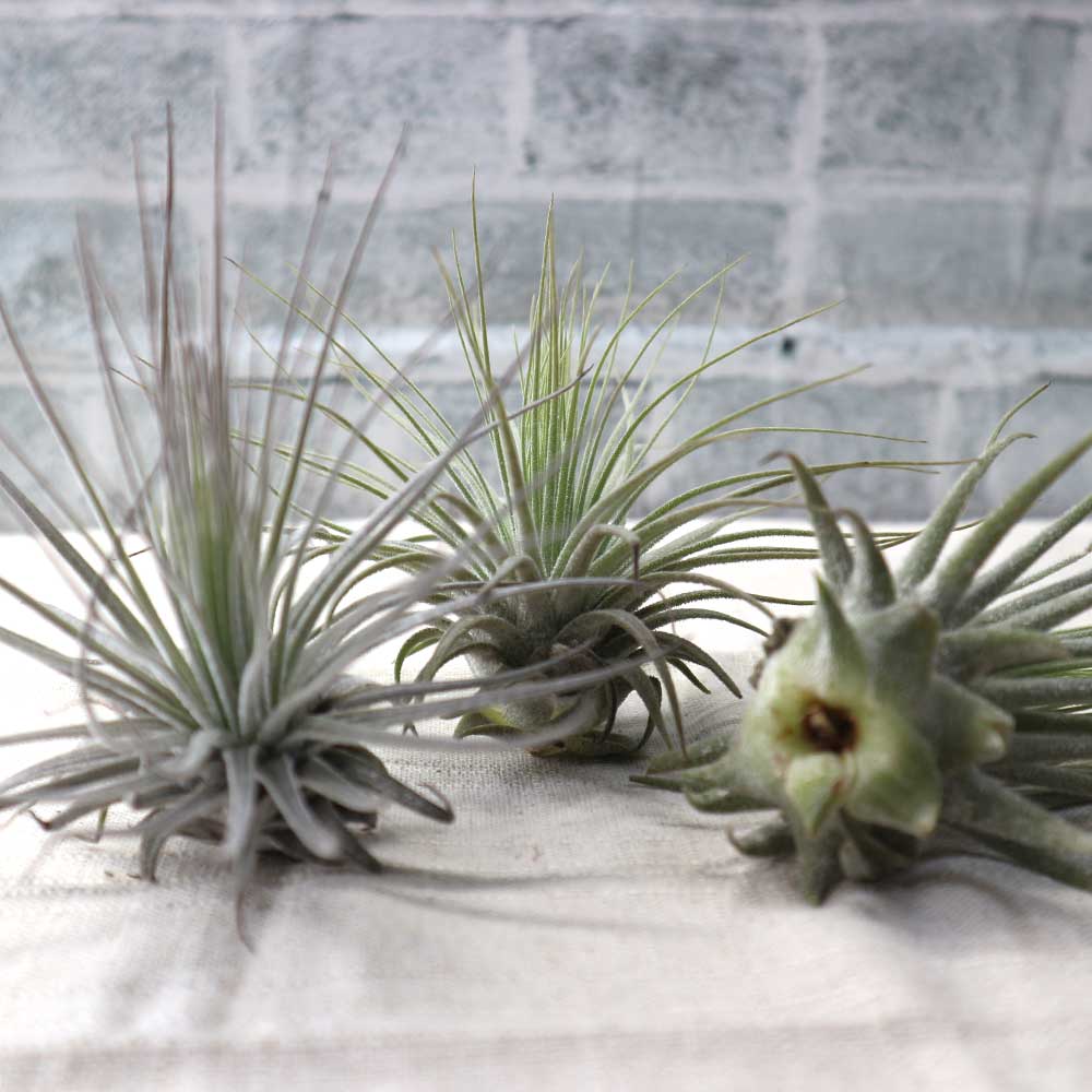 Itanse良品ｾﾚｸﾄ通販