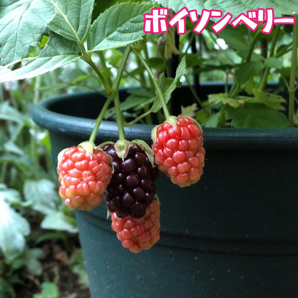 人気のベリー5品種9cmポット各1個セット【 品種:サマーフェスティバル・ボイソンベリー・大実ブラックベリー・ファールゴールド・トリプルクラウン】