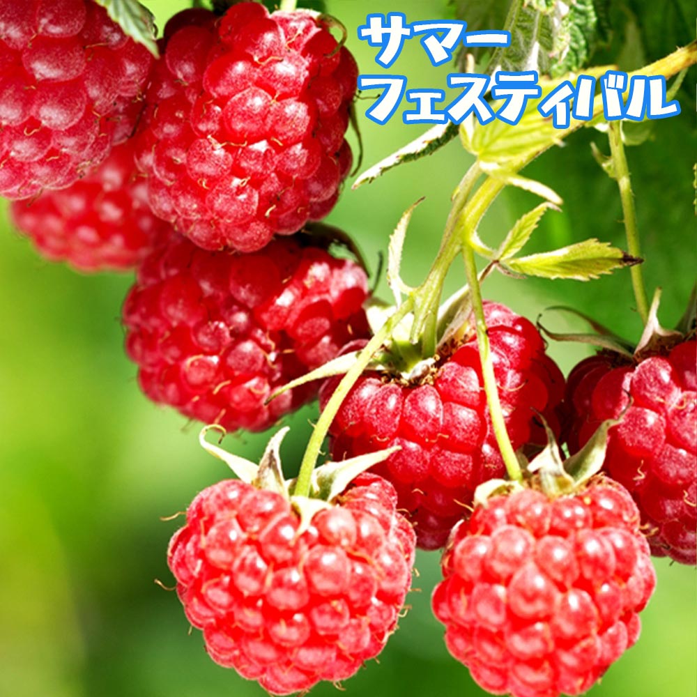 人気のベリー5品種9cmポット各1個セット【 品種:サマーフェスティバル・ボイソンベリー・大実ブラックベリー・ファールゴールド・トリプルクラウン】