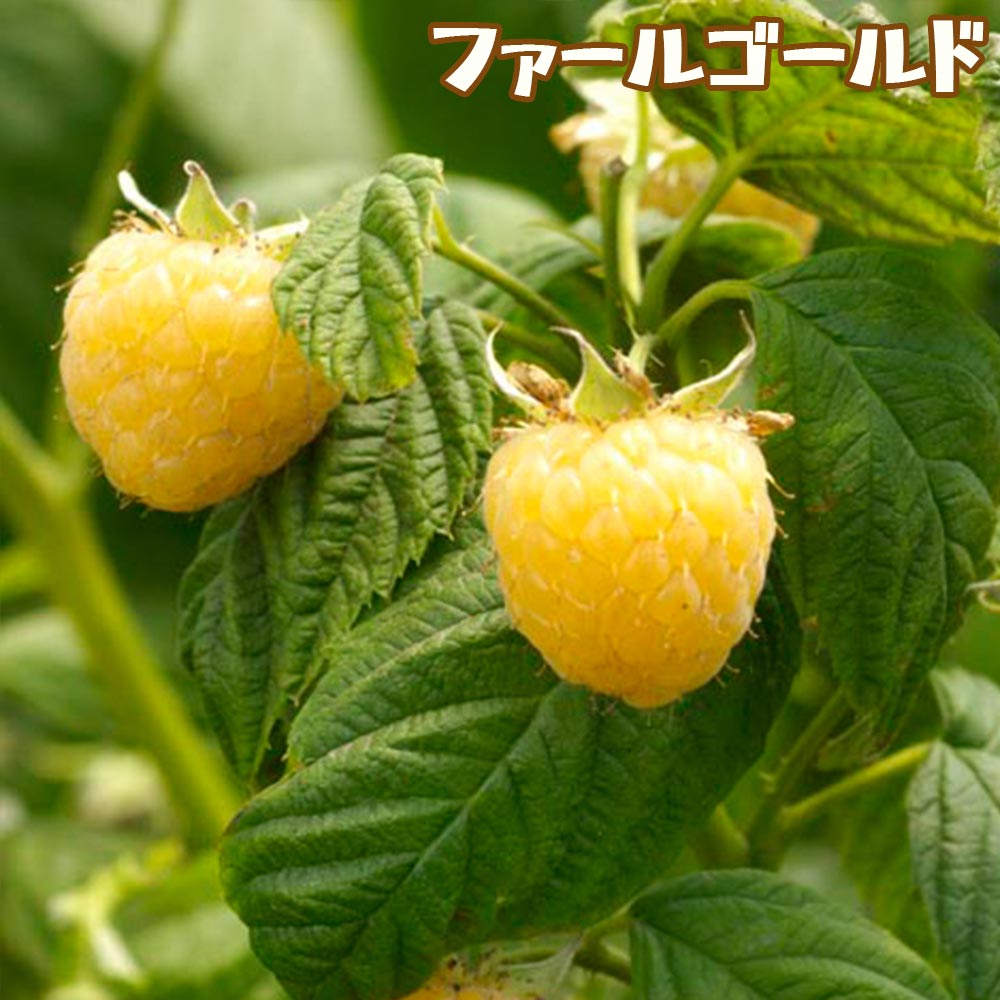 人気のベリー5品種9cmポット各1個セット【 品種:サマーフェスティバル・ボイソンベリー・大実ブラックベリー・ファールゴールド・トリプルクラウン】